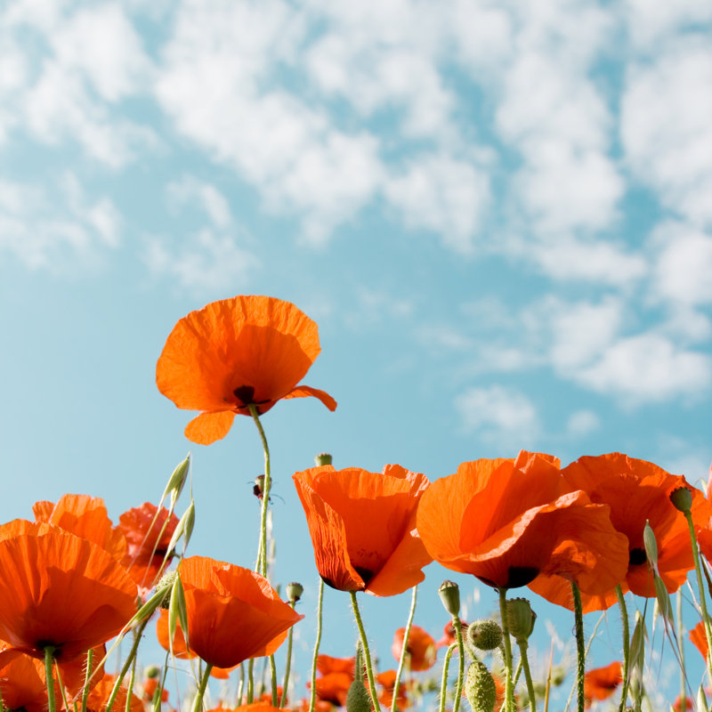 Red Poppies - Photographie sur toile tendue, H 12 po x l 12 po
