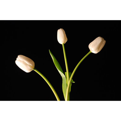 White Tulips On Black - Wrapped Canvas Art Prints