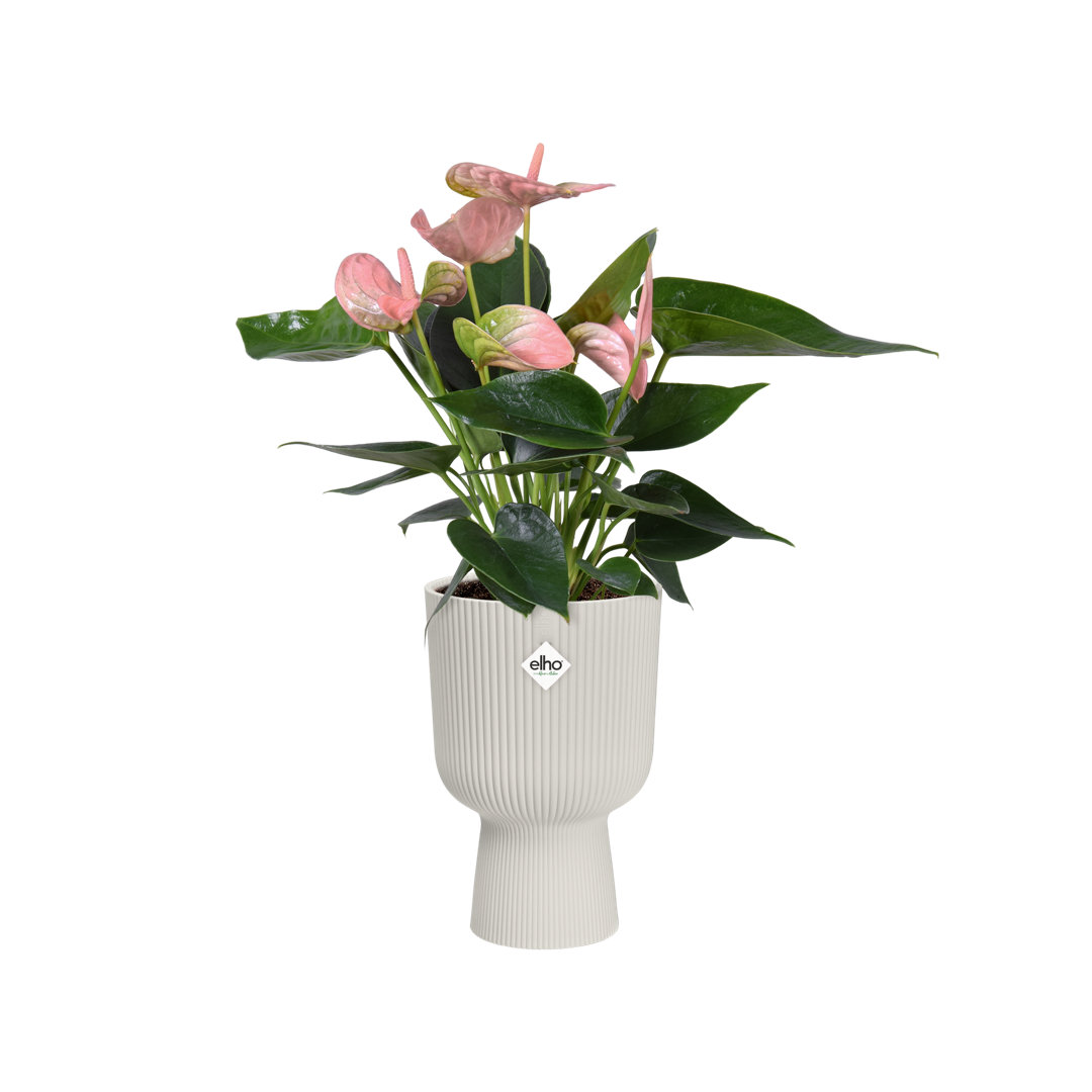 Wayfair UK