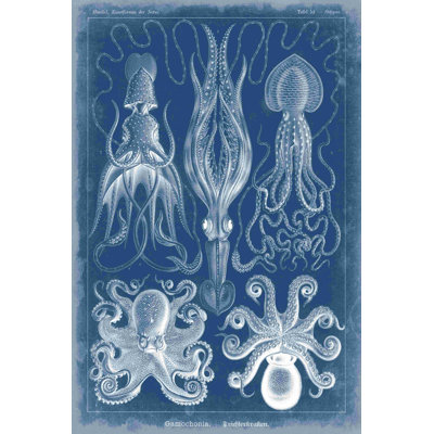 " Marine Blueprint V " by Vision Studio