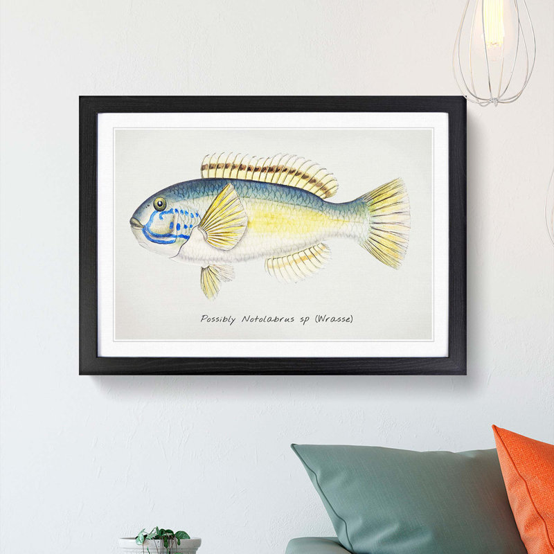 An Illustration Of A Wrasse Fish by F.E. Clarke - Single Picture Frame Painting, Black Framed, 24cm H x 33cm W x 2cm D