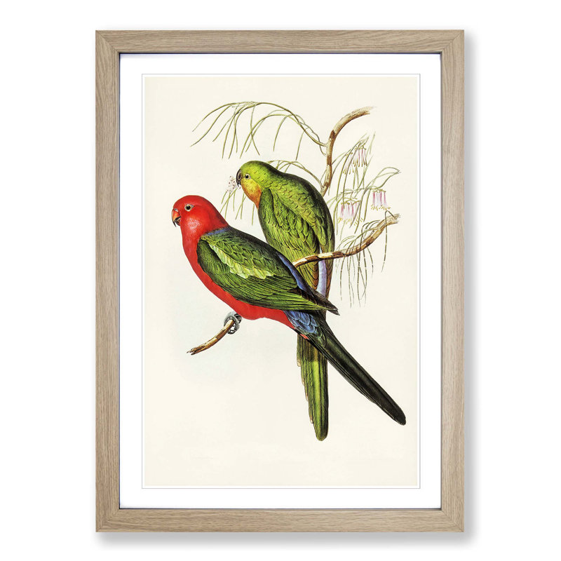 King Lory Parrot by Elizabeth Gould - Picture Frame Graphic Art Print, 65cm H x 48cm W x 2cm D, Oak Framed