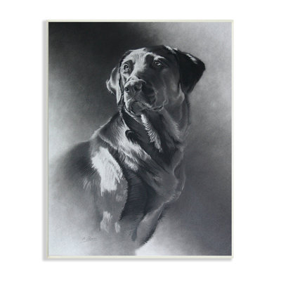 Gris anthracite, portrait de chien Labrador