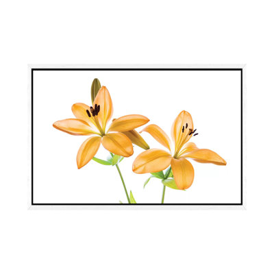 Lilies On A White Background by Panoramic Images - Gallery-Wrapped Canvas Giclée on Canvas
