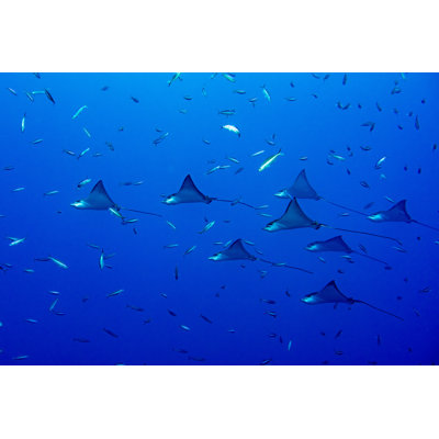 Eagle Ray Manta by Andrea Izzotti - Wrapped Canvas Print