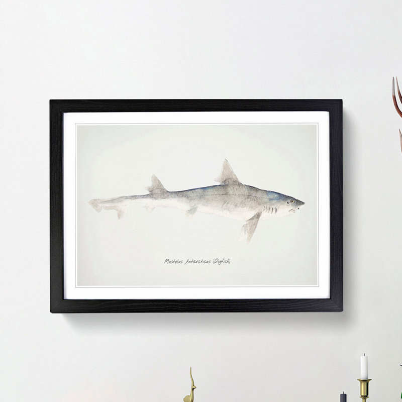 Illustration of a Dogfish by F.E. Clarke - Picture Frame Painting Print, Black Framed, 48cm H x 65cm W x 2cm D
