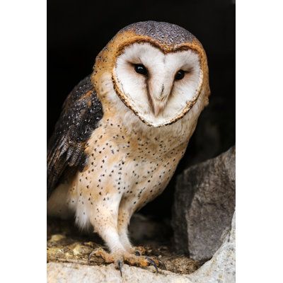 Barn Owl In Hole Of Old Town Wall by Zoran Kolundzija - No Frame Art Prints on Canvas