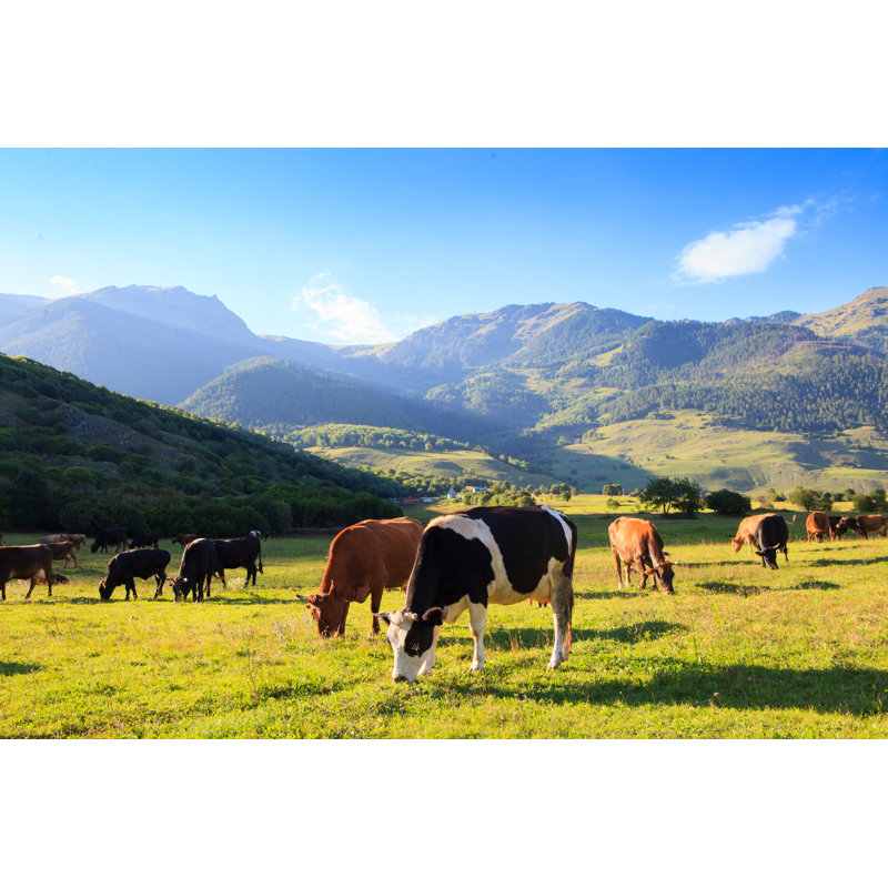 Mountain Grassland With Grazing Cows - Wrapped Canvas Print, 81cm H x 122cm W