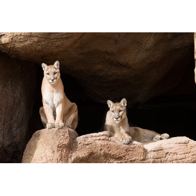 Mountain Lions 1 Piece Wall Art on Canvas