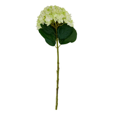 Anastasija Arrangement