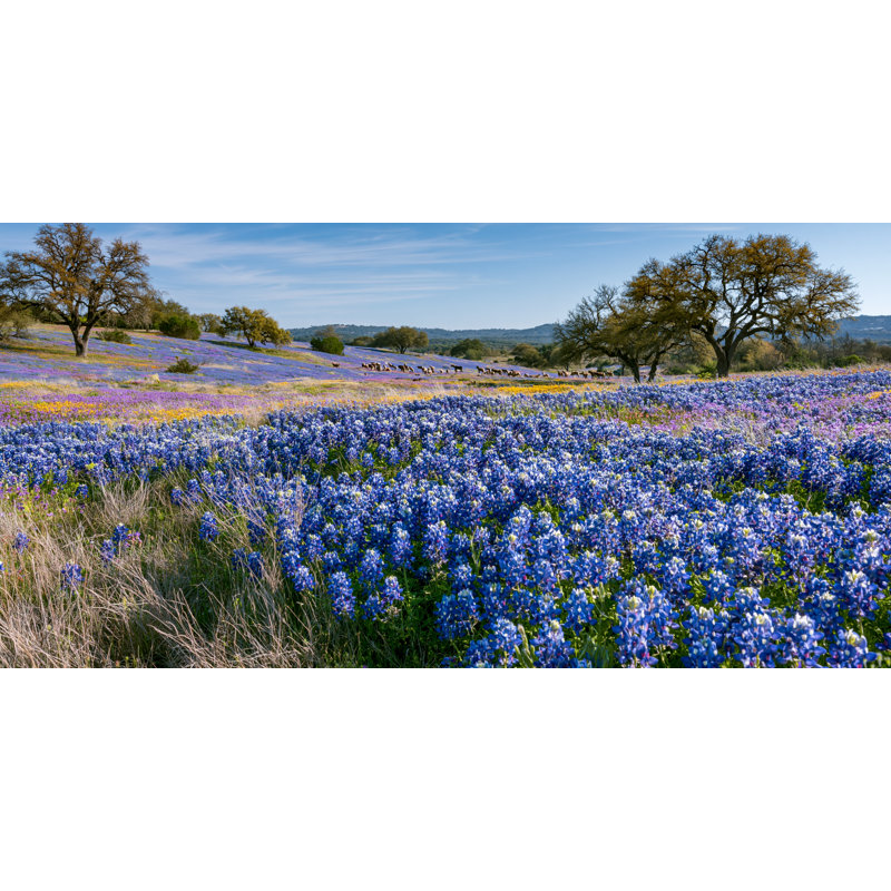 «Bluebonnet Valley Oak - Texas Wildflower Landscape», art mural sur toile tendue, H 27,5 po x l 55 po x P 1,5 po