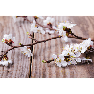 Gadsden Apricot In Bloom by Chiociolla - Wrapped Canvas Print