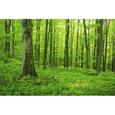 Beech Forest in Spring by Avtg