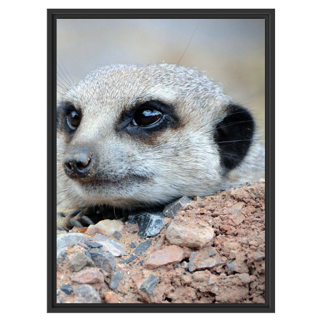 Gerahmtes Poster Erdmännchen auf Steinen