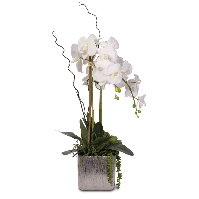 Arrangement floral orchidées en pot