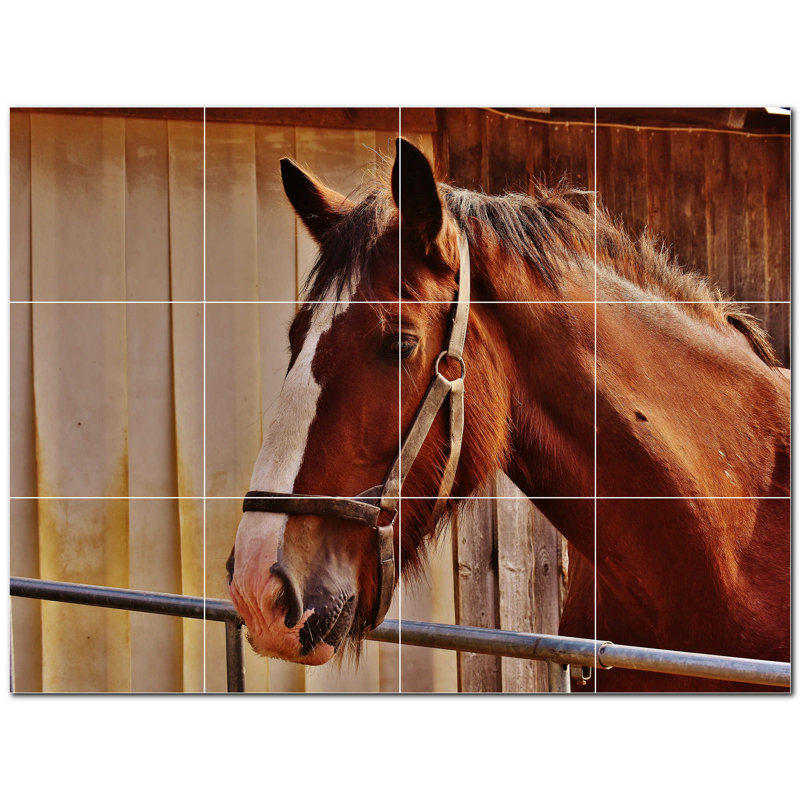 Photo de cheval 8 x 8