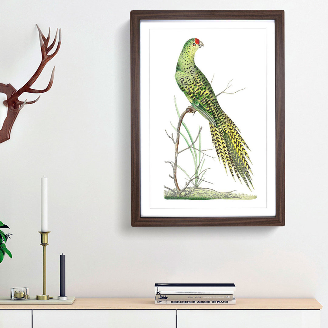 Ground Parrot by George Shaw - Framed Print
