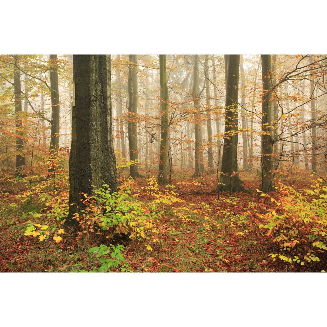 Nebliger Herbstwald von AVTG - Kunstdrucke auf Leinwand - Wrapped Canvas