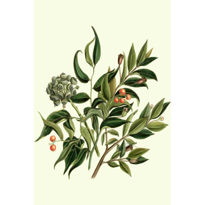 " Laurel Branch " Painting Print