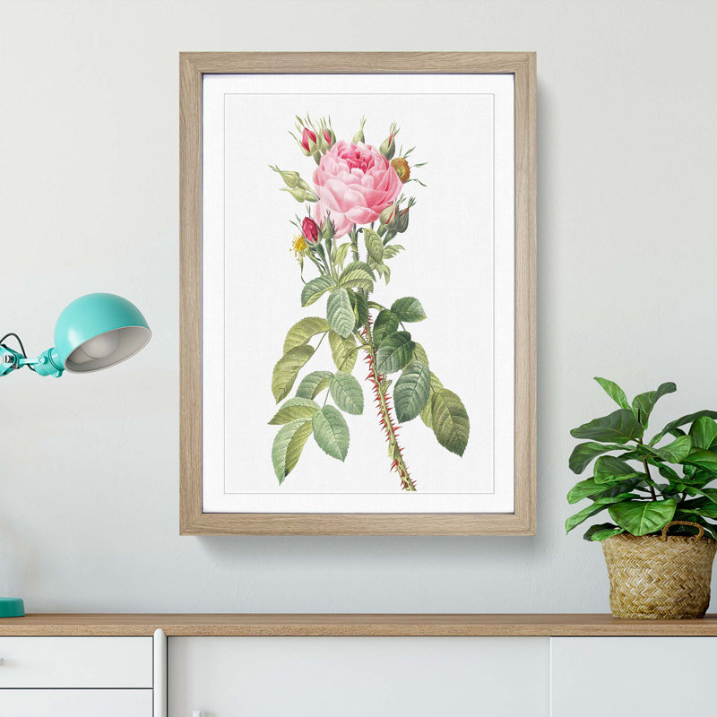 Pink Roses in Bloom by Pierre-Joseph Redoute - Picture Frame Graphic Art Print on MDF, Oak Framed, 65cm H x 48cm W x 2cm D
