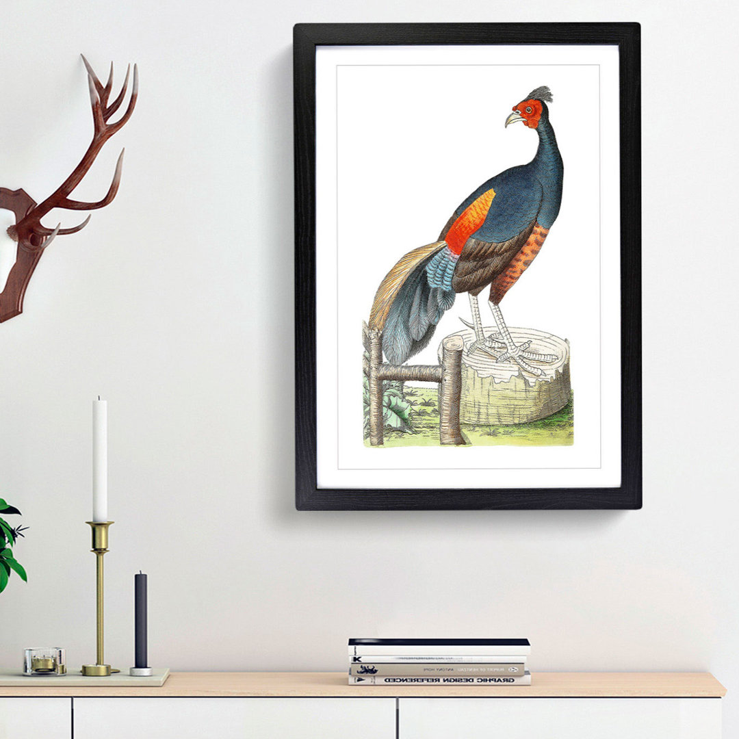Fire-Backed Pheasant by George Shaw - Framed Print