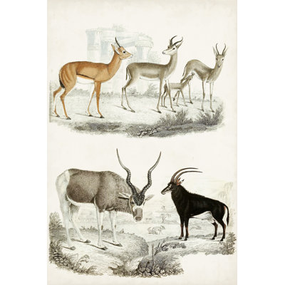 Journal Of Natural History VIII by Georges Cuvier - Wrapped Canvas Print