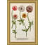 Weiman Ranunculous Giclee Print by Johann Wilhelm Weinmann