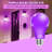 Purple Light Bulbs