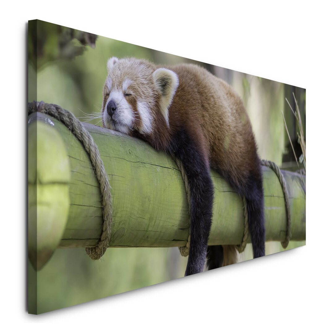 Leinwandbild Schlafender roter Panda