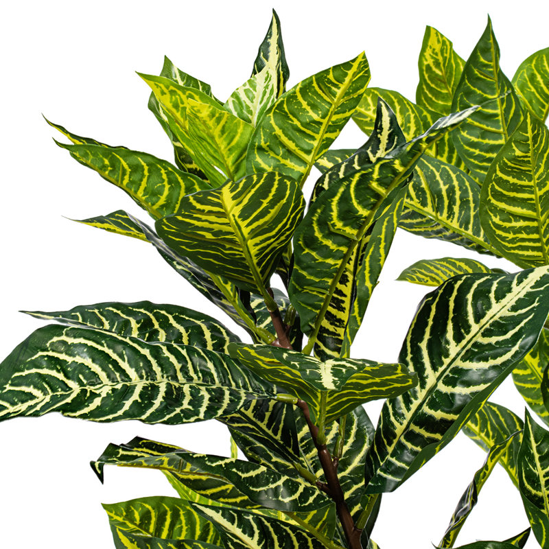 44 po Alocasia Zebrina, H 44 po x l 20 po x P 20 po