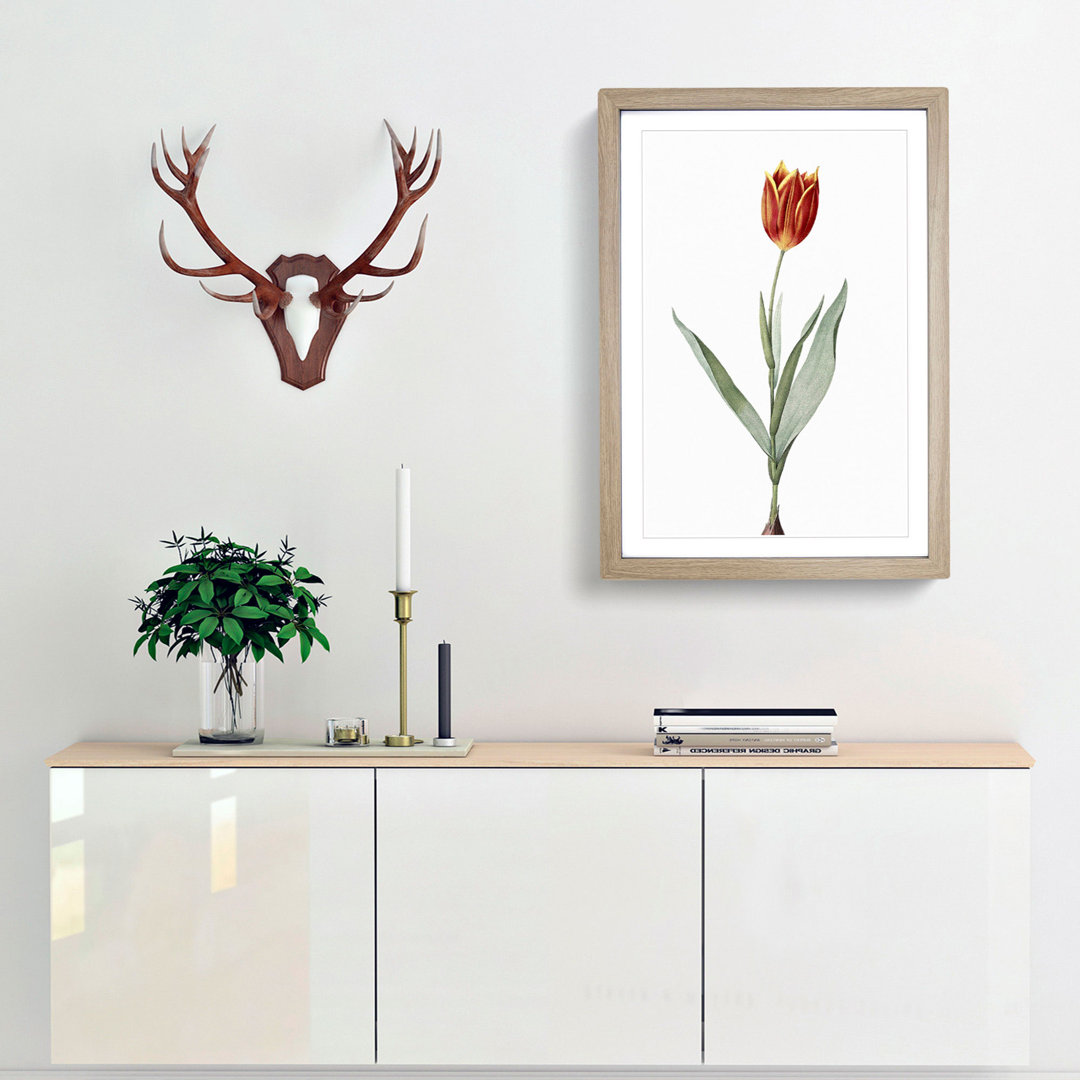 Tulip Flower by Pierre-Joseph Redoute - Framed Print