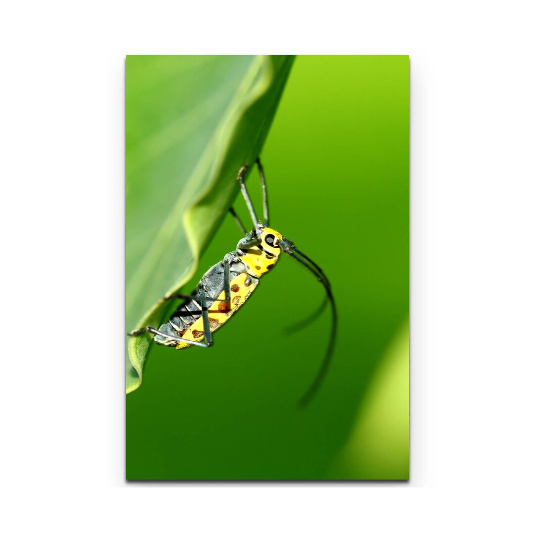 Leinwandbild Käfer auf einem Blatt