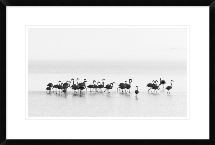 'Flamingos' by Joan Gil Raga Framed Photographic Print Global Gallery 