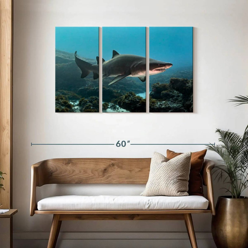 Aliwal Shoal Shark, H 28 po x l 45 po