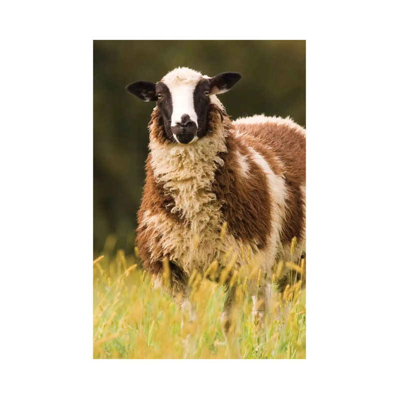 Dorset Sheep In A Pasture, Galena, Illinois, USA - Wrapped Canvas Print