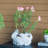 Bunny Planter, Rabbit Container