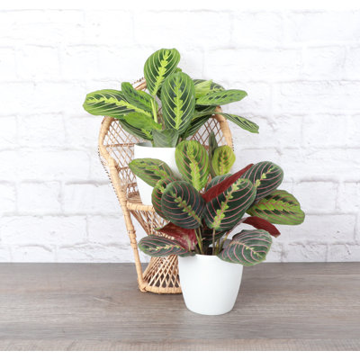 Live Prayer Plant Set in Classic Pots