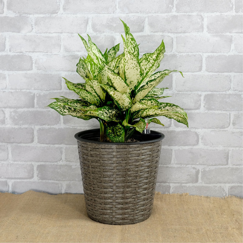 10.2" Self-watering Wicker Decor Planter for Indoor and Outdoor - Round, Gray