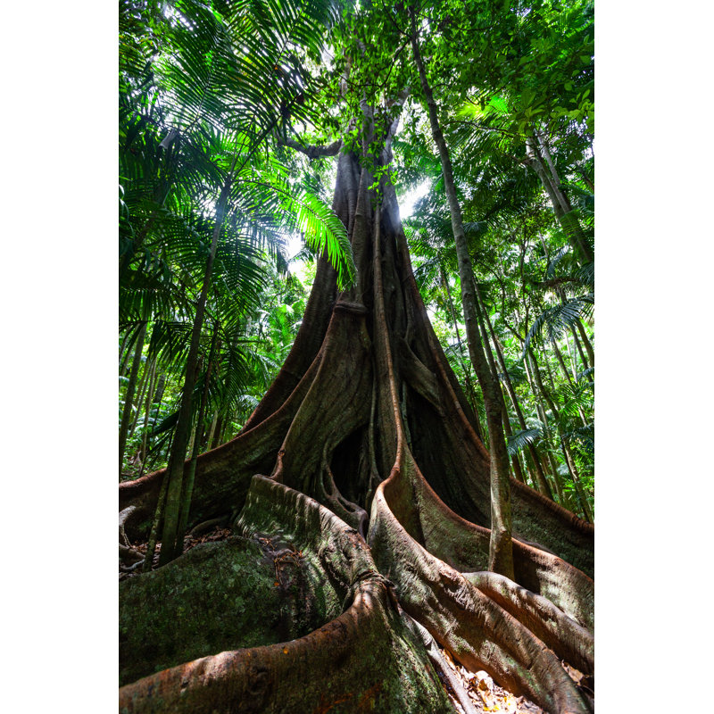 Fig Tree Roots by Tsvibrav - Wrapped Canvas Print, 46cm H x 30cm W x 3.8cm D