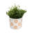  6" Flower Power Planter-592231096