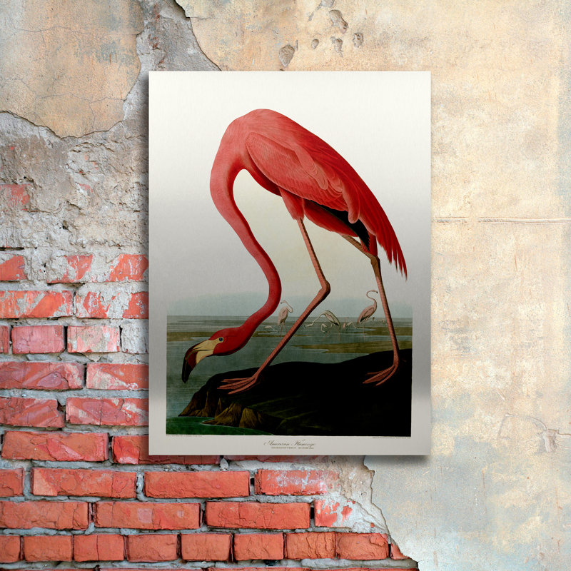 « american flamant rose » par john james audubon, reproduction d’art sur métal