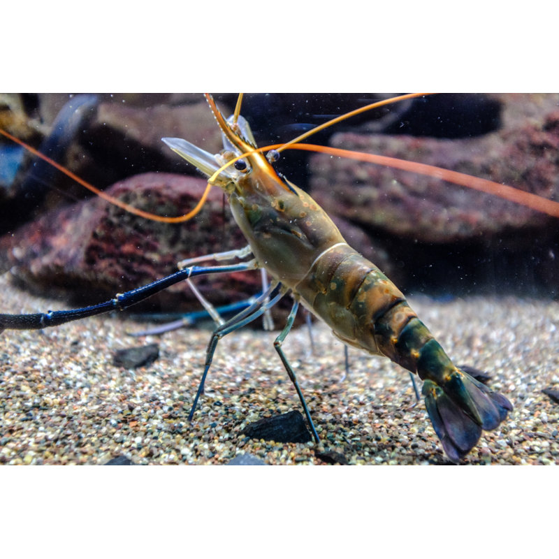 Crevette de mer par Latsalomao, H 8 po x l 12 po