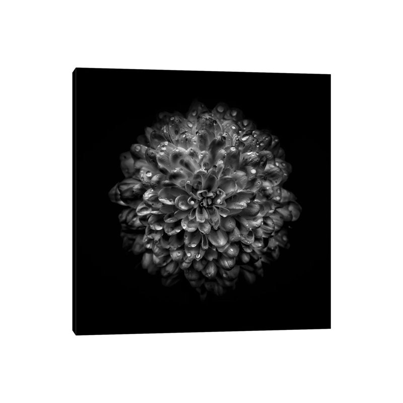 Black And White Mum III by Brian Carson - Wrapped Canvas Print, 30.48 cm H x 30.48 cm W