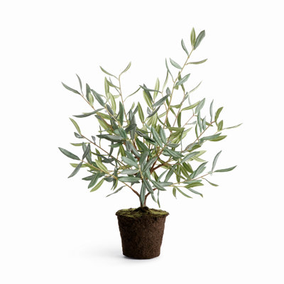 Mini-arbre olivier 26 po