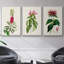 Jolies plantes botaniques roses 3 pièces-97711606-97711605