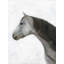 Hiver, cheval