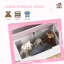 Shontavius 17 Stories Toy Box 2 in 1 Kids Chest with Lid Large Toy Storage Bench-103202253