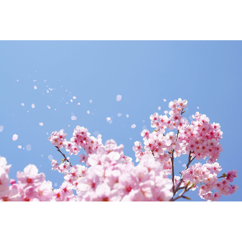 " Cherry Blossoms " by Azuki2021, 8" H x 12" W