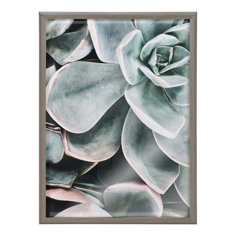 Plantes succulentes botaniques