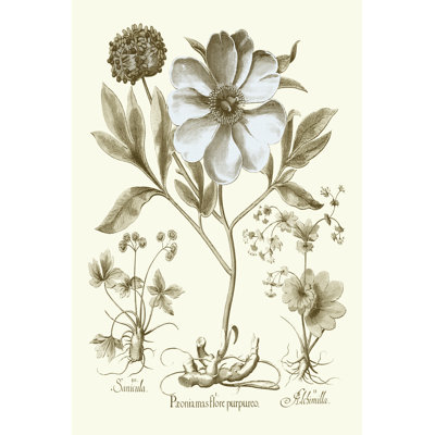 Spa Peonies II by Basilius Besler - Print on Canvas